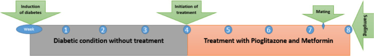 Diagram 1. The study was designed from the induction of diabetes till tissue sampling. This study lasted 8 weeks, 4 weeks in diabetic condition without treatment and the other 4 weeks, treatments with pioglitazone and metformin were applied