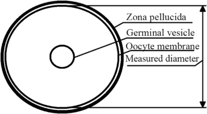 Figure 2. Scheme illustrating oocyte diameter measurement