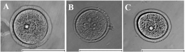 Figure 4. Photo of typical oocytes from three different groups: A–oocytes obtained from mature mice (3 months), B– oocytes obtained from immature mice (3 weeks), C–oocytes isolated from ovarian follicles cultured for 8 days in alginate hydrogel. The 