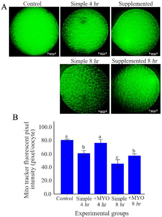 Figure 2 The effect of preincubation time and myo-inositol supplementation on the amount of mitochondria in mouse MII oocytes. A) MII oocytes preincubated in each simple and supplemented medium for 0, 4 and 8 hr were dyed with Mito Tracker Green to d