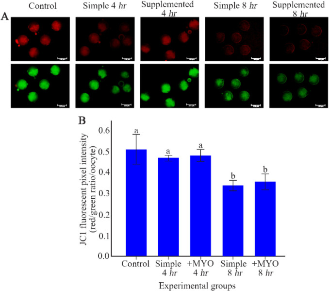 Figure 3 The effect of preincubation time and myo-inositol supplementation on the mitochondrial membrane potential in mouse MII oocytes. A) MII oocytes preincubated in each simple and supplemented medium for 0, 4 and 8 hr were dyed with JC-1 to detec
