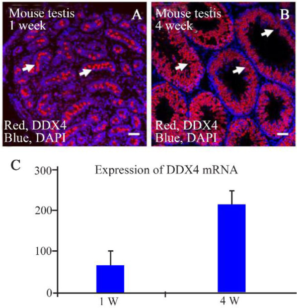 Figure 4. Immunohistochemical analysis and RT-PCR of DDX in 1 and 4 week old mice. Luminal expression of DDX4 in seminiferous tubules of 1 week old mouse (A). The expression pattern of DDX4 in a 4 week old mouse showed that the DDX4 positive cells we
