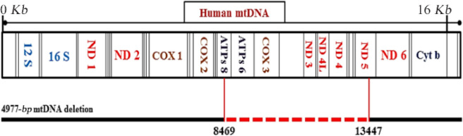 Figure 2. The 4977 bp (Common deletion) within the whole mtDNA. Deleted genes are indicated between the vertical red lines