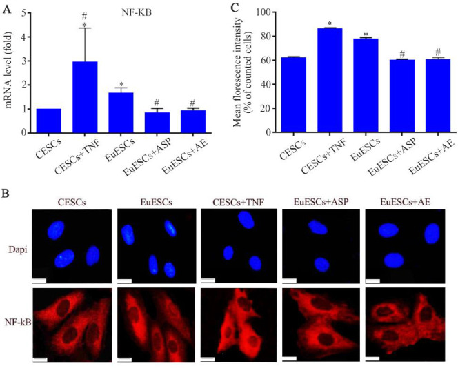 Figure 4. Comparison of NF-kB expression at gene and protein levels between EuESCs and CESCs after treatment with Asp/AE or TNF-α, respectively, A) total extracted RNA of the cells was analyzed by RT–PCR. Quantification was performed using the ratio