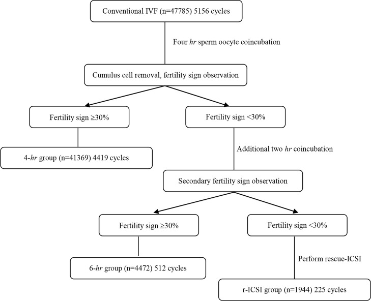 Figure 1. Timeline-based strategy of rescue-ICSI and grouping. The cycles were divided into three groups based on the two-step observation of fertilization signs (second polar body). To avoid duplicated sperm insemination, r-ICSI was only performed w
