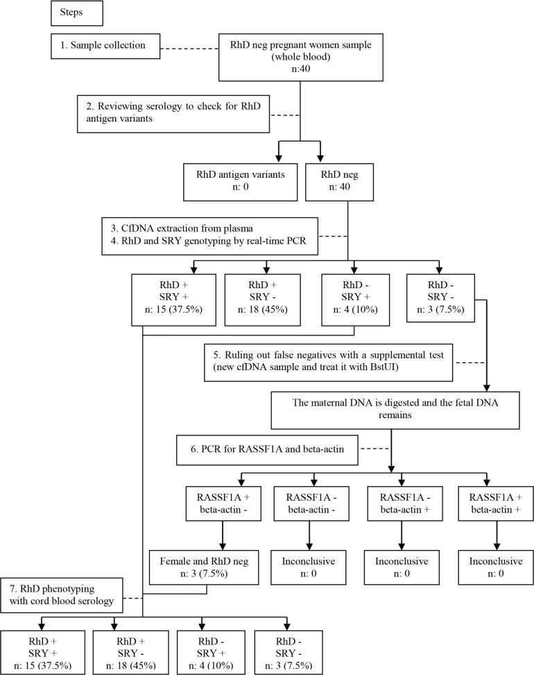 Figure 1. Flowchart of fetal RHD genotyping using cffDNA Neg: negative, n: number, +: positive, −: negative