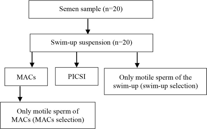Figure 1. Flowchart of the design of study. MACS: Magnetic-activated cell sorting, PISCI: Physiological intracytoplasmic sperm injection